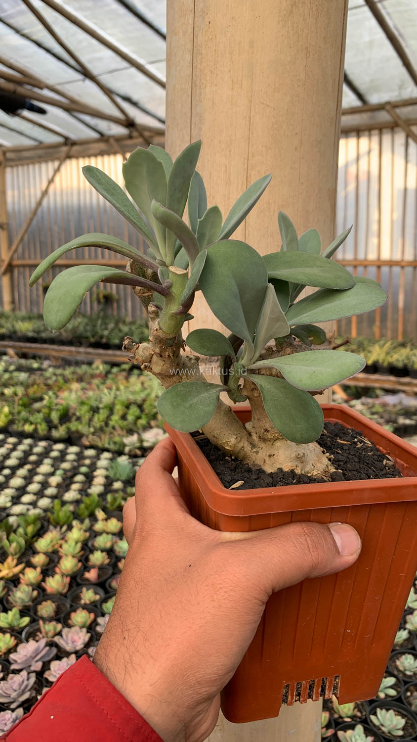 1198. Kleinia Grantii - Image 14