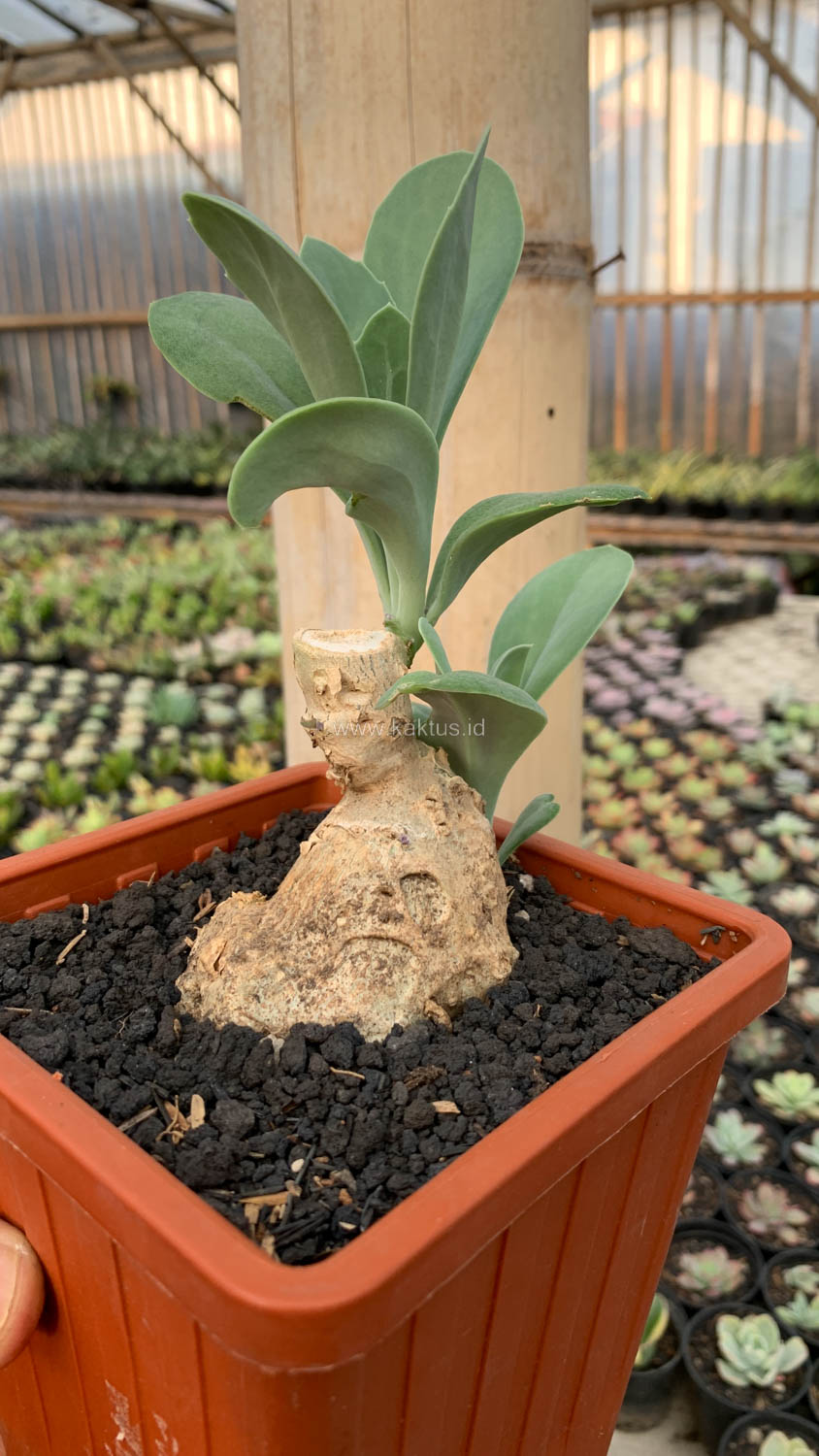 1198. Kleinia Grantii - Image 6
