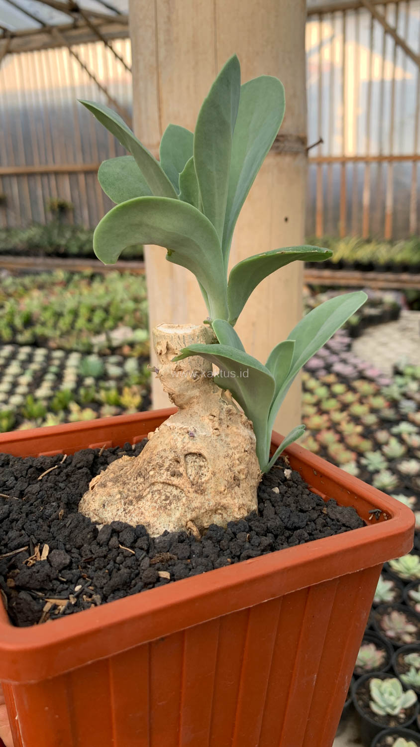 1198. Kleinia Grantii - Image 7