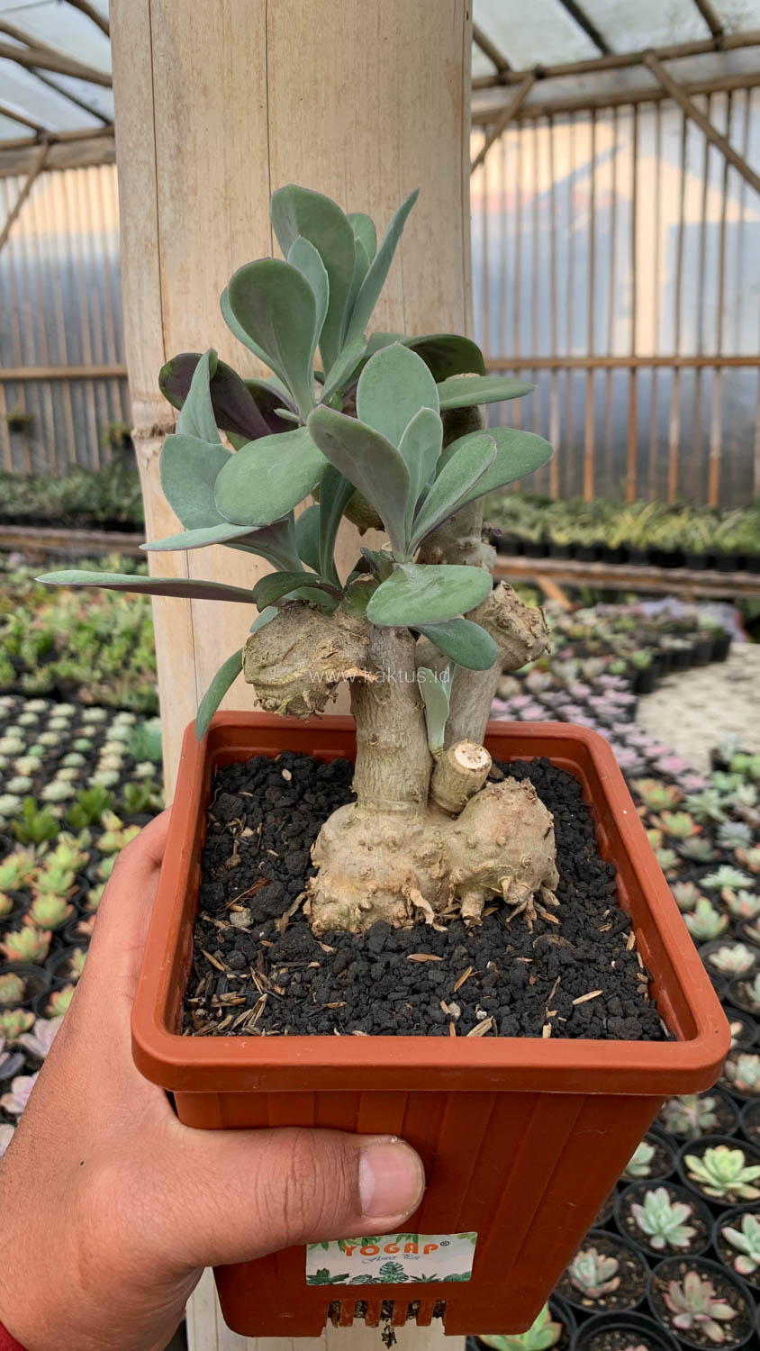 1198. Kleinia Grantii - Image 9