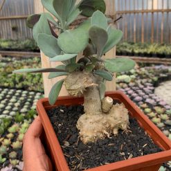 Alternative view of 1198. Kleinia Grantii