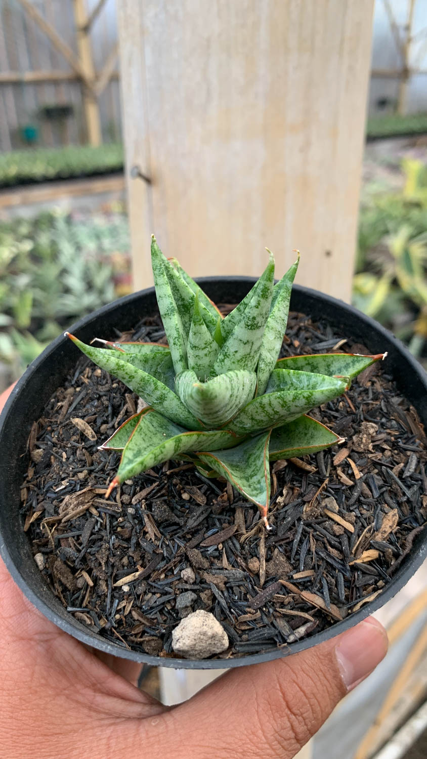 1199. Sansevieria Tesya - Image 10