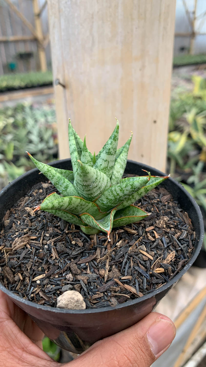 1199. Sansevieria Tesya - Image 11