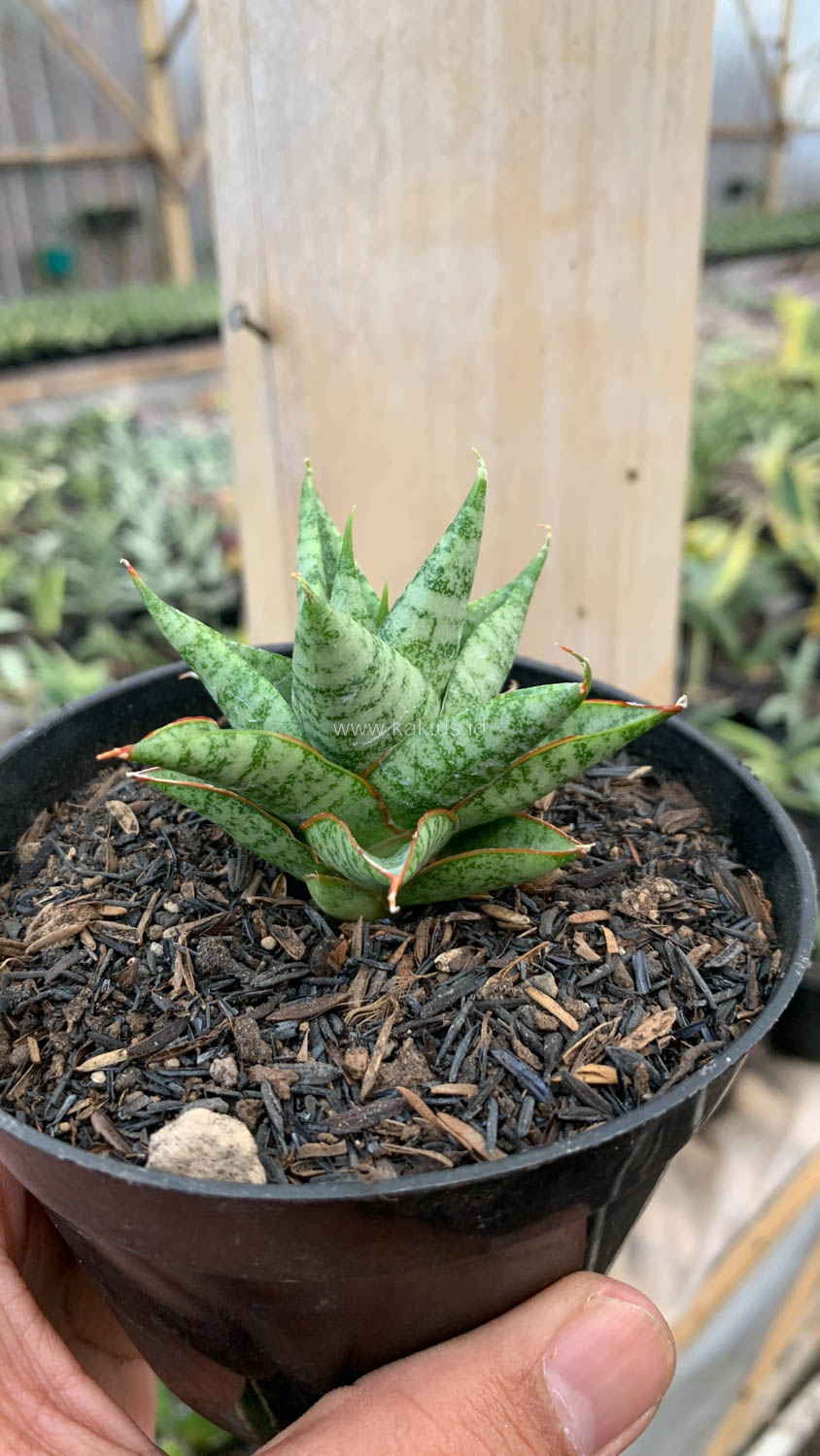 1199. Sansevieria Tesya - Image 12