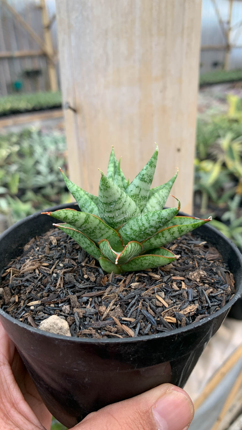 1199. Sansevieria Tesya - Image 13