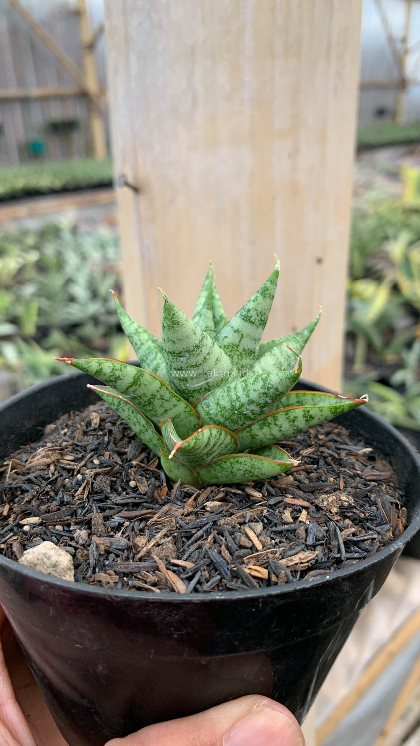 1199. Sansevieria Tesya - Image 14