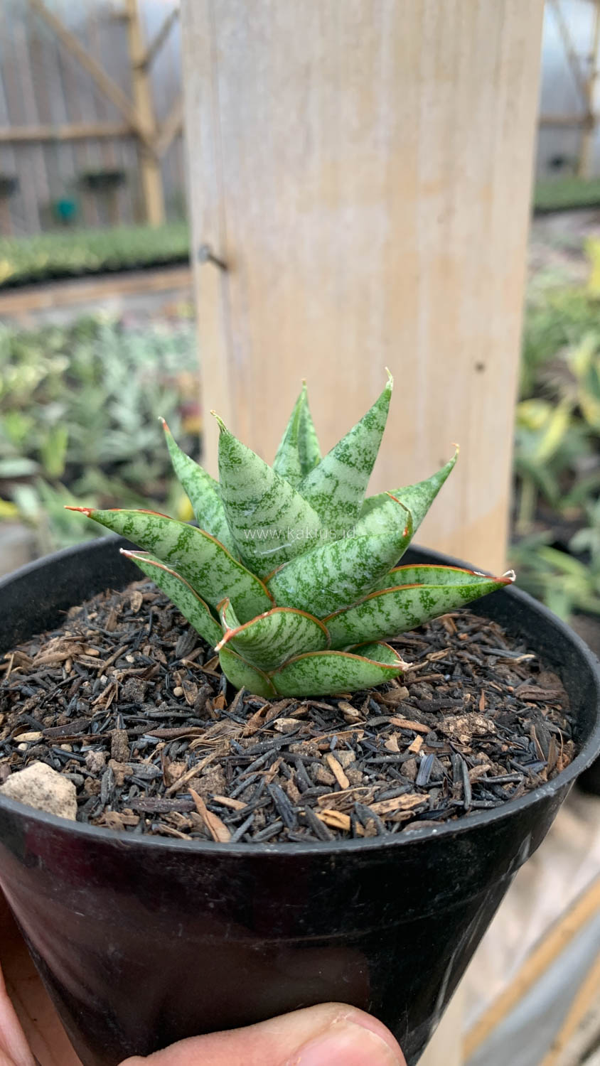 1199. Sansevieria Tesya - Image 15