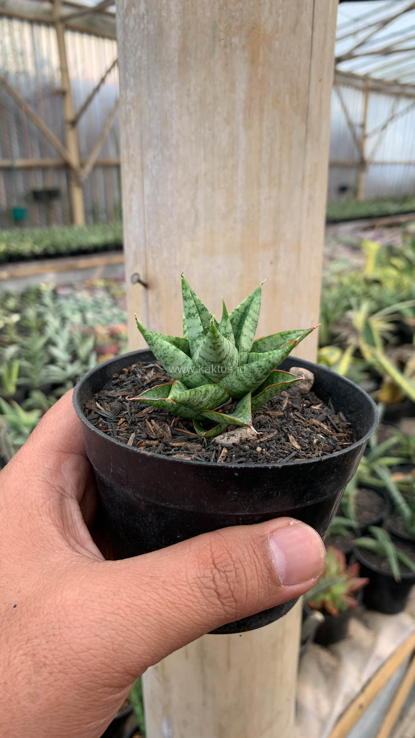 1199. Sansevieria Tesya - Image 3
