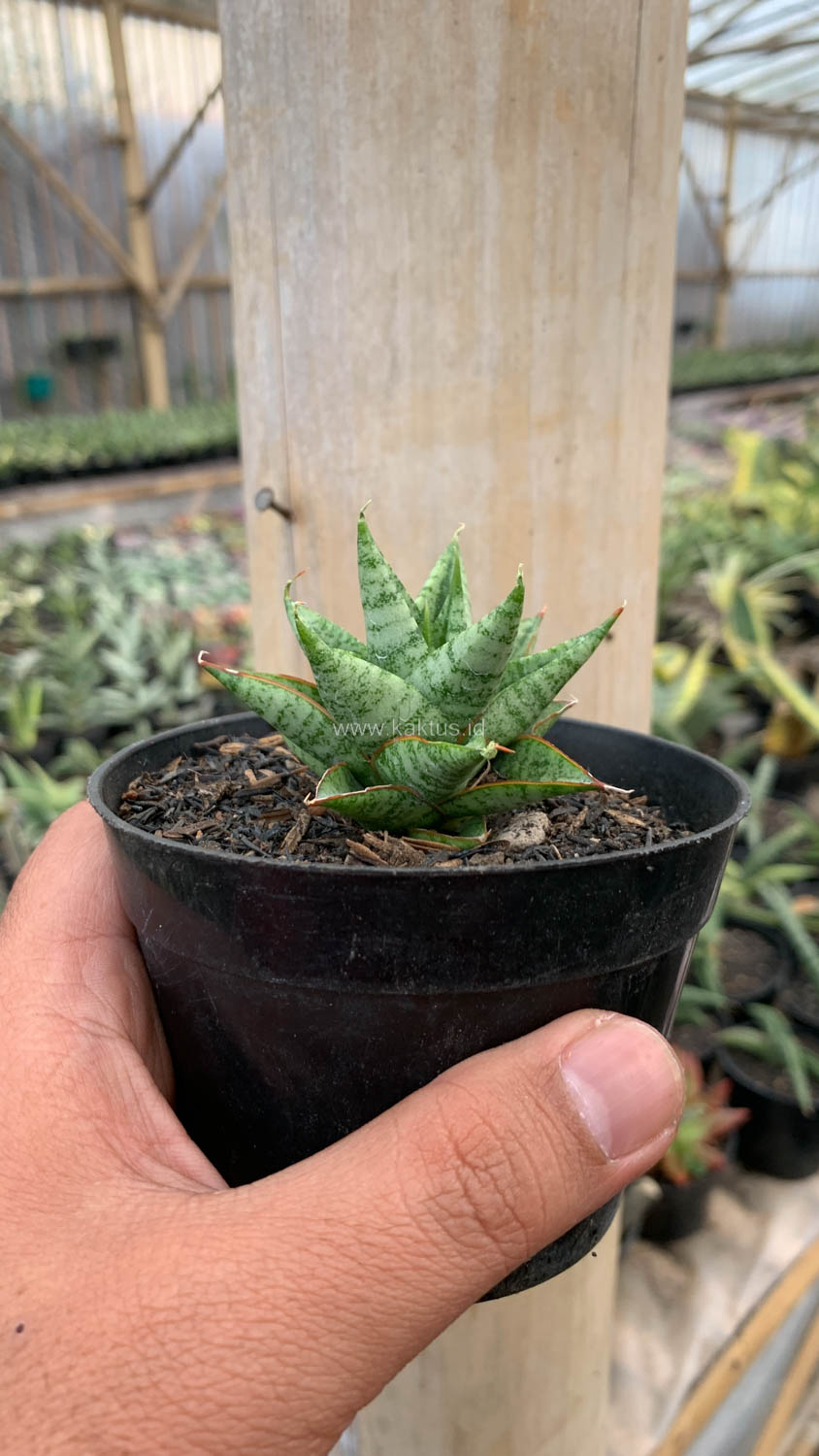 1199. Sansevieria Tesya - Image 4