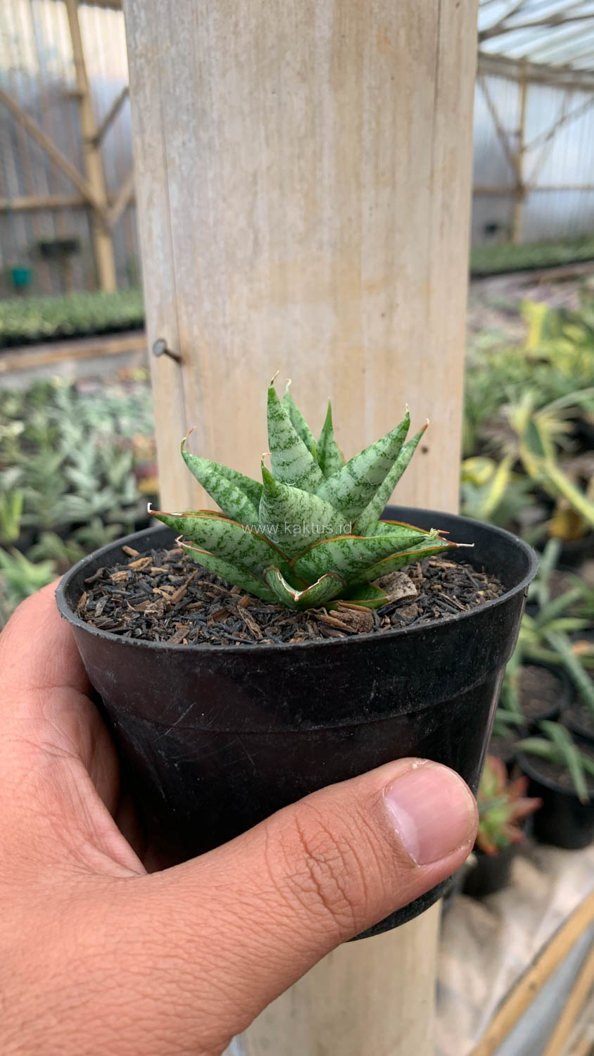 1199. Sansevieria Tesya - Image 5