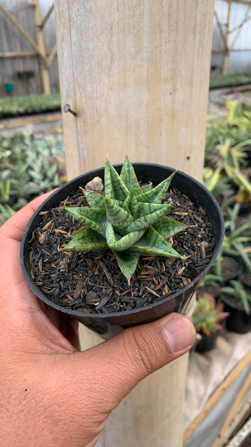1199. Sansevieria Tesya - Image 6