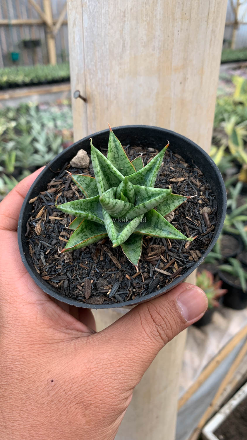 1199. Sansevieria Tesya - Image 7