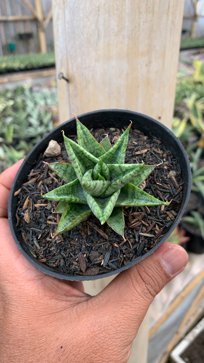 1199. Sansevieria Tesya - Image 2