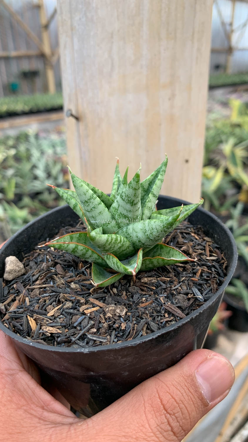 1199. Sansevieria Tesya - Image 8