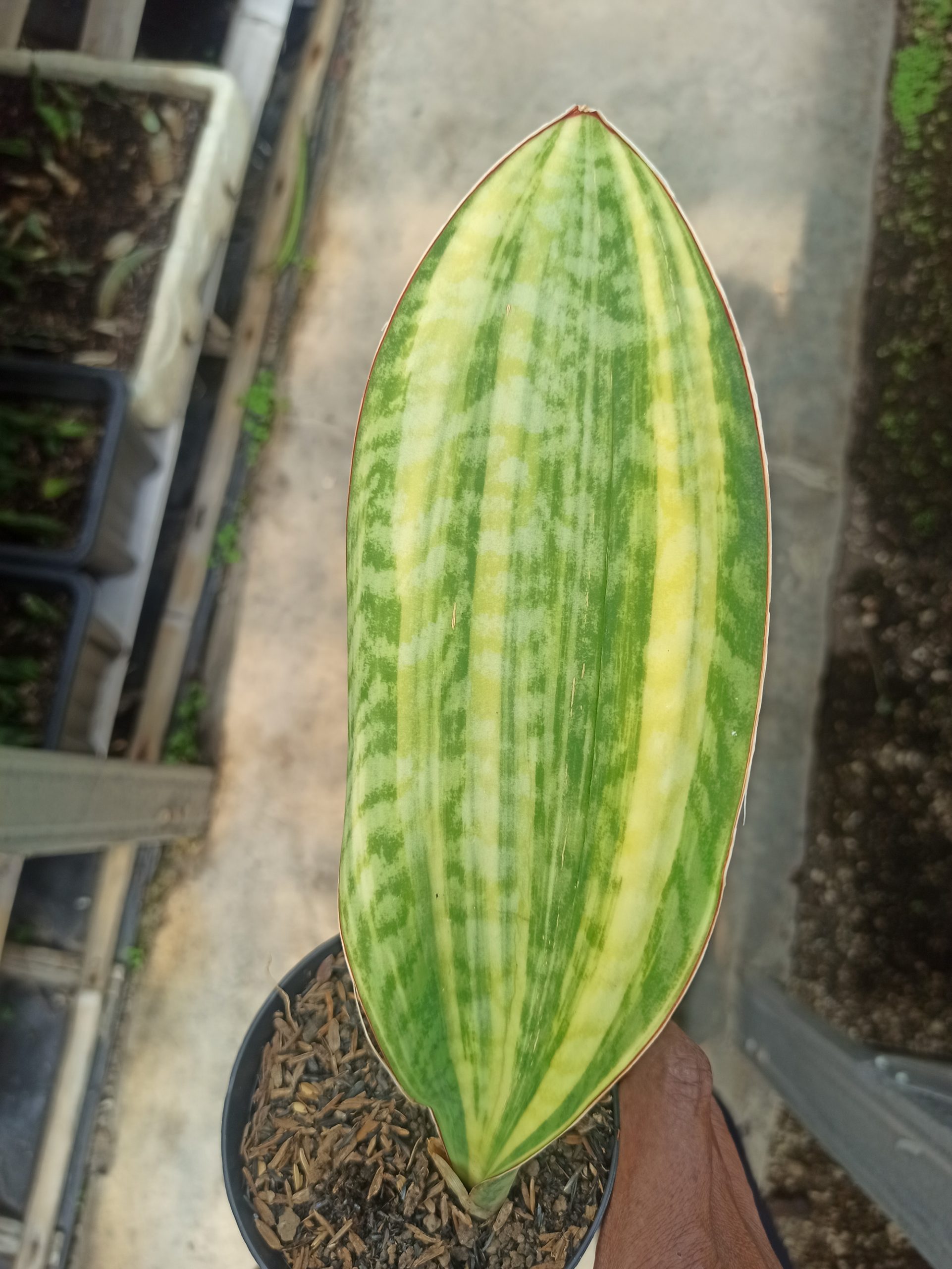 1200. Sansevieria Masoniana Yellow Variegated - Image 15