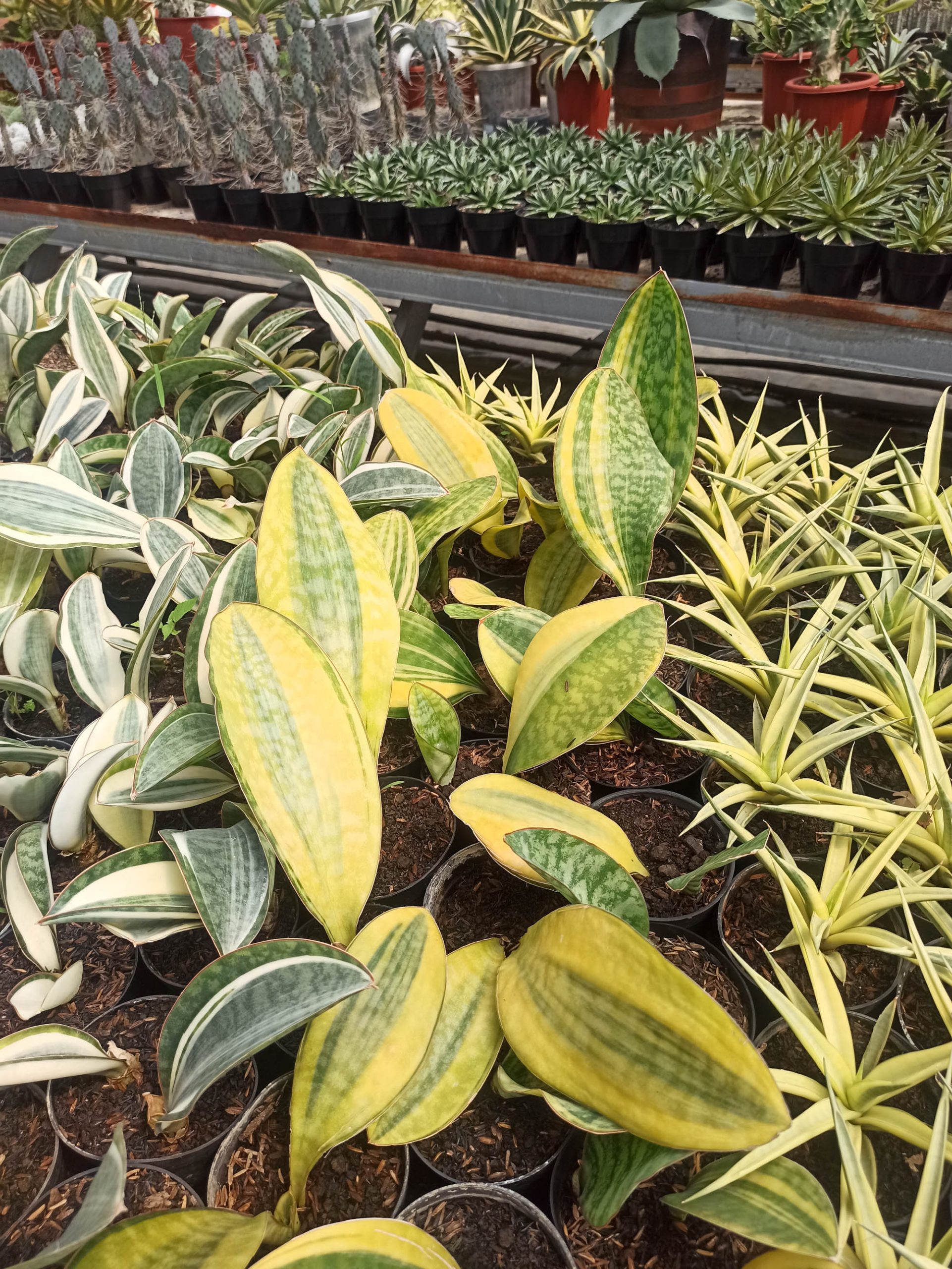 1200. Sansevieria Masoniana Yellow Variegated - Image 7