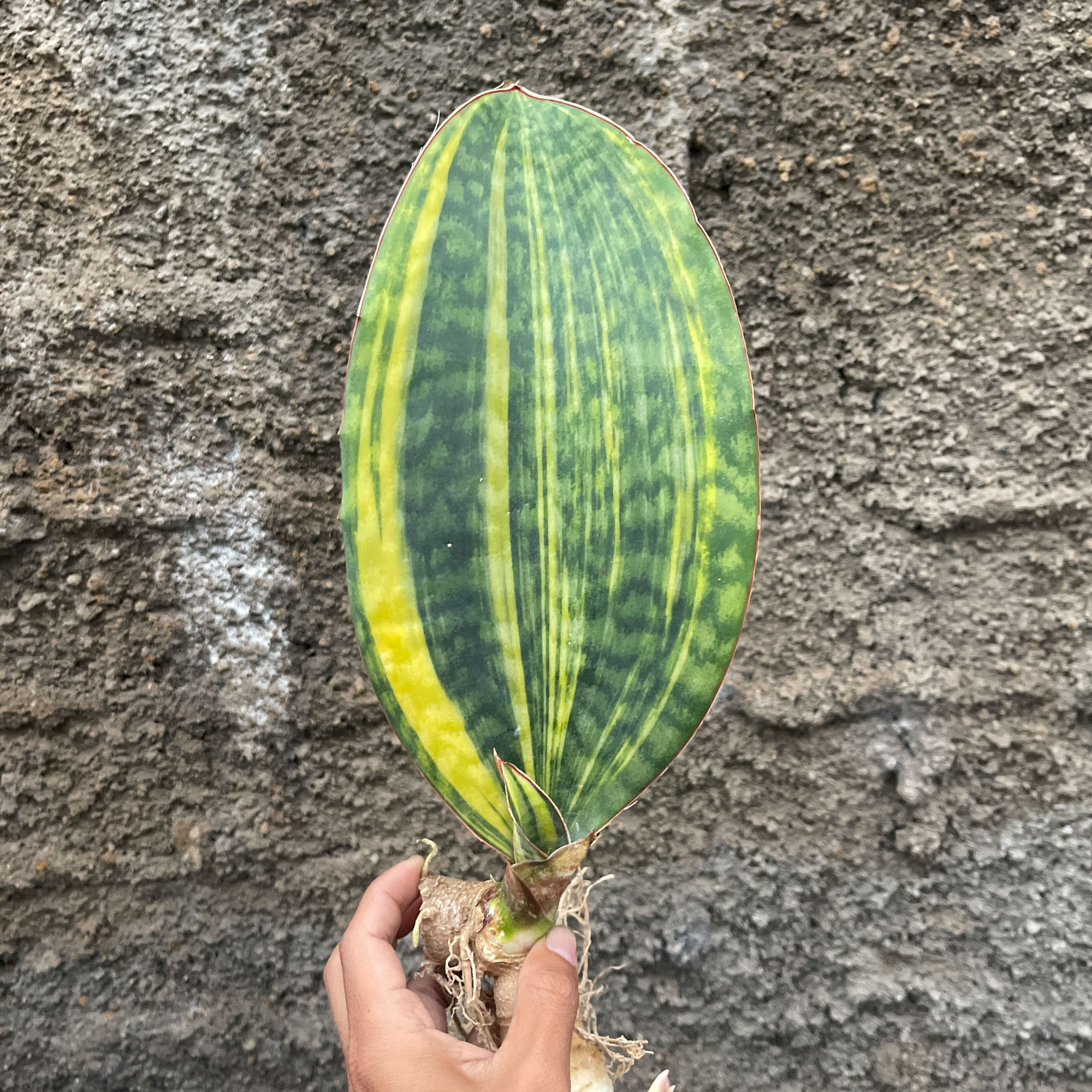 1200. Sansevieria Masoniana Yellow Variegated
