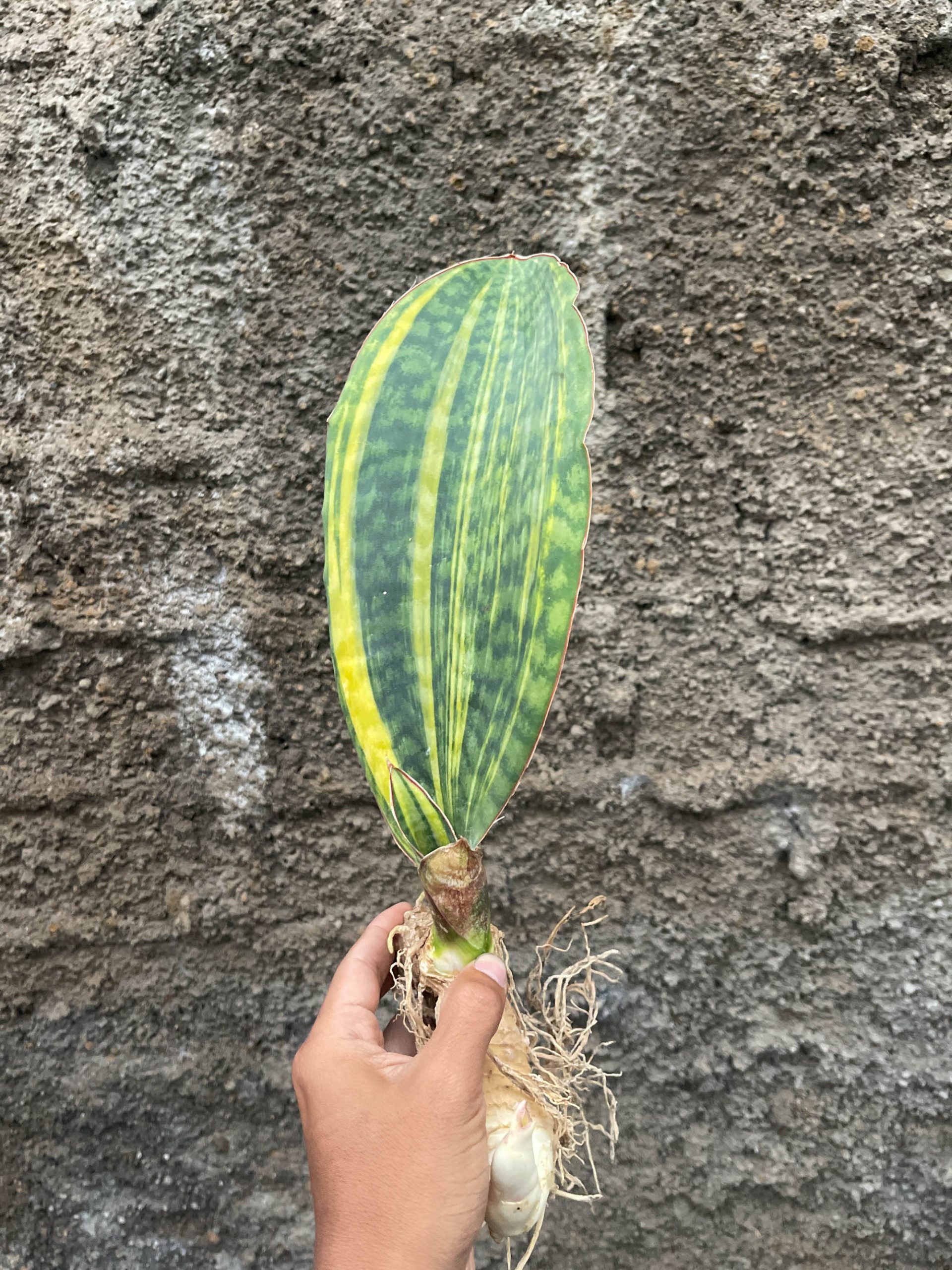 1200. Sansevieria Masoniana Yellow Variegated - Image 9