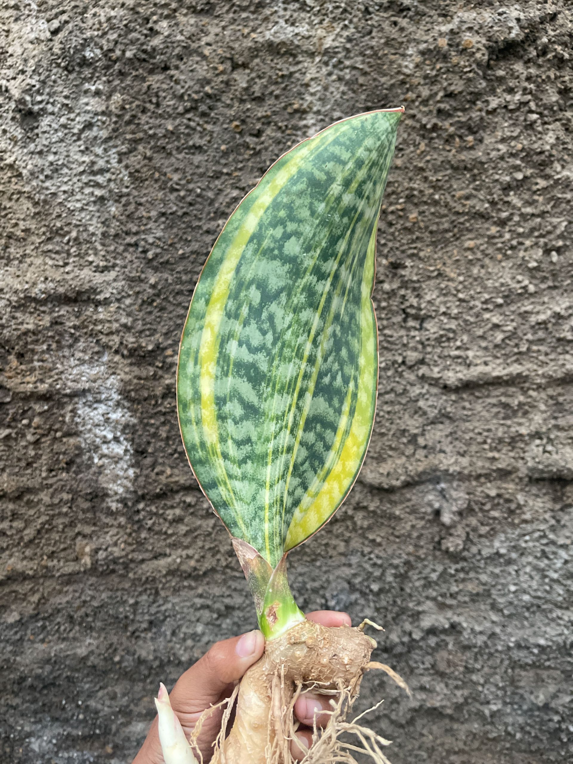 1200. Sansevieria Masoniana Yellow Variegated - Image 5
