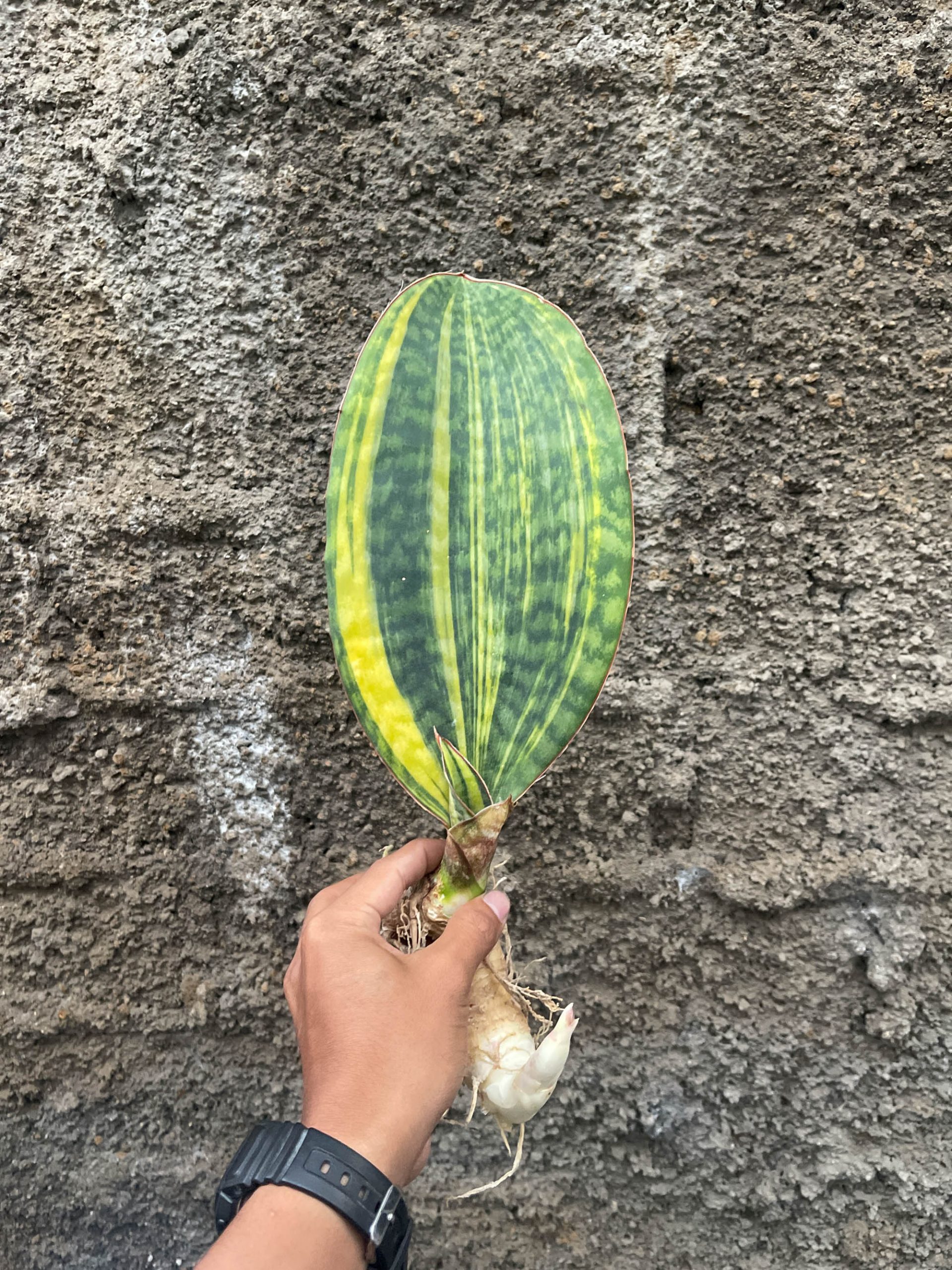 1200. Sansevieria Masoniana Yellow Variegated - Image 3