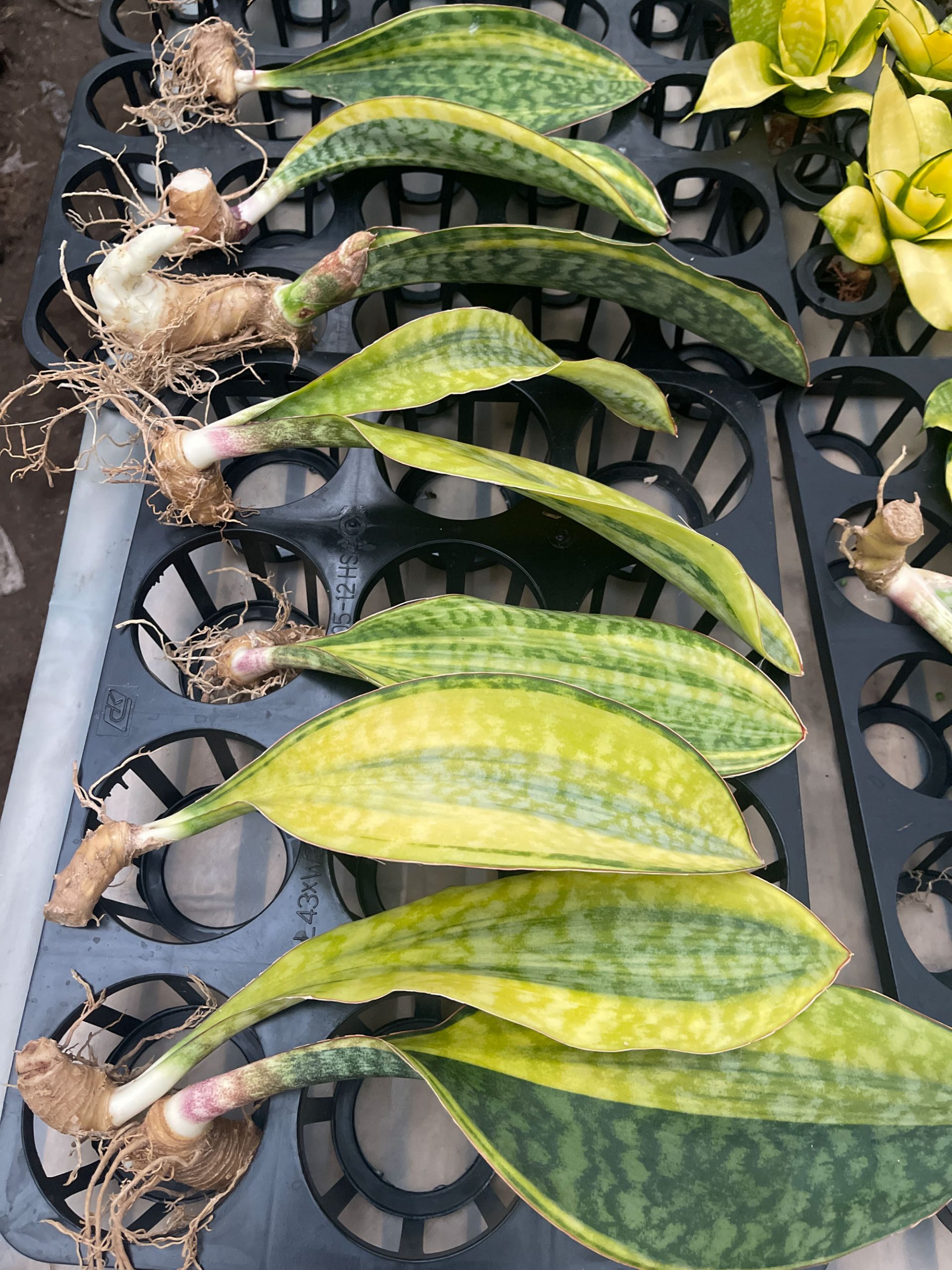 1200. Sansevieria Masoniana Yellow Variegated - Image 2