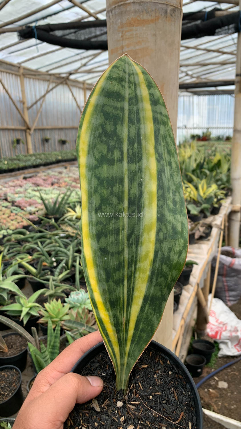 1200. Sansevieria Masoniana Yellow Variegated - Image 4