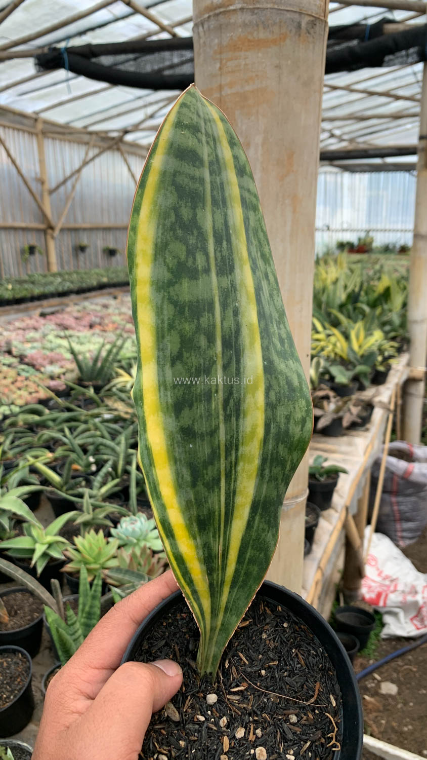 1200. Sansevieria Masoniana Yellow Variegated - Image 6