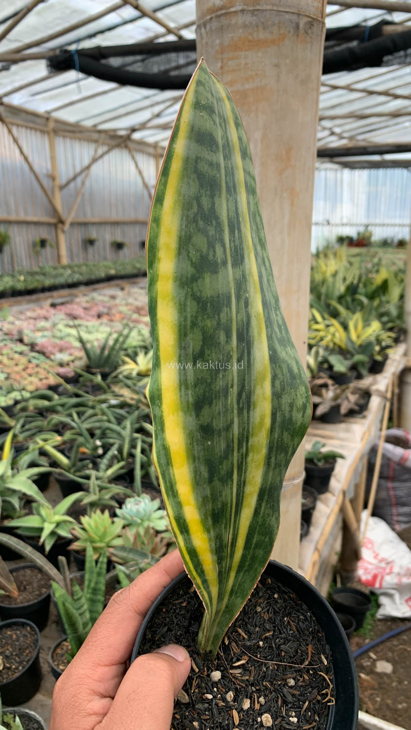1200. Sansevieria Masoniana Yellow Variegated - Image 8