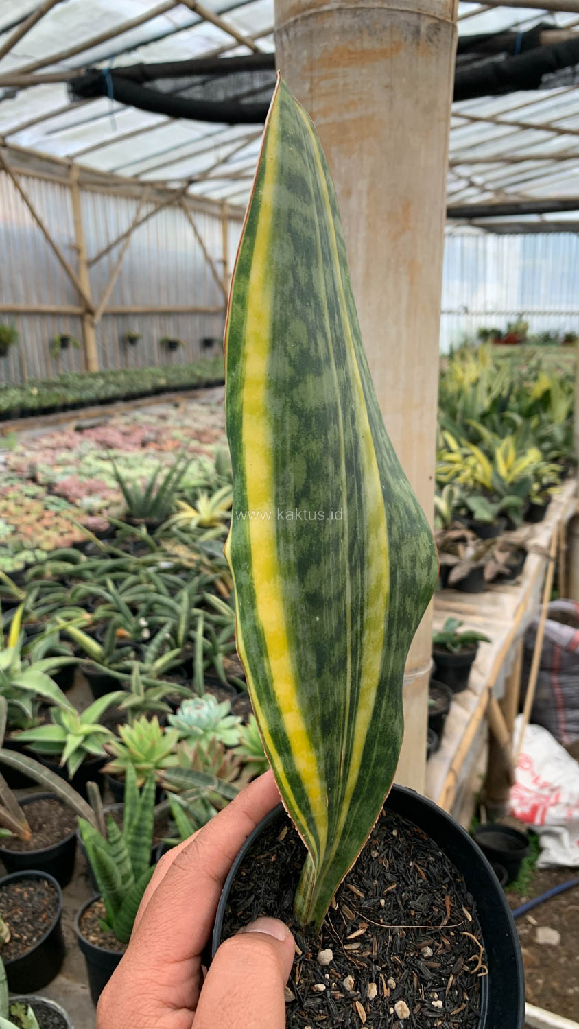 1200. Sansevieria Masoniana Yellow Variegated - Image 10