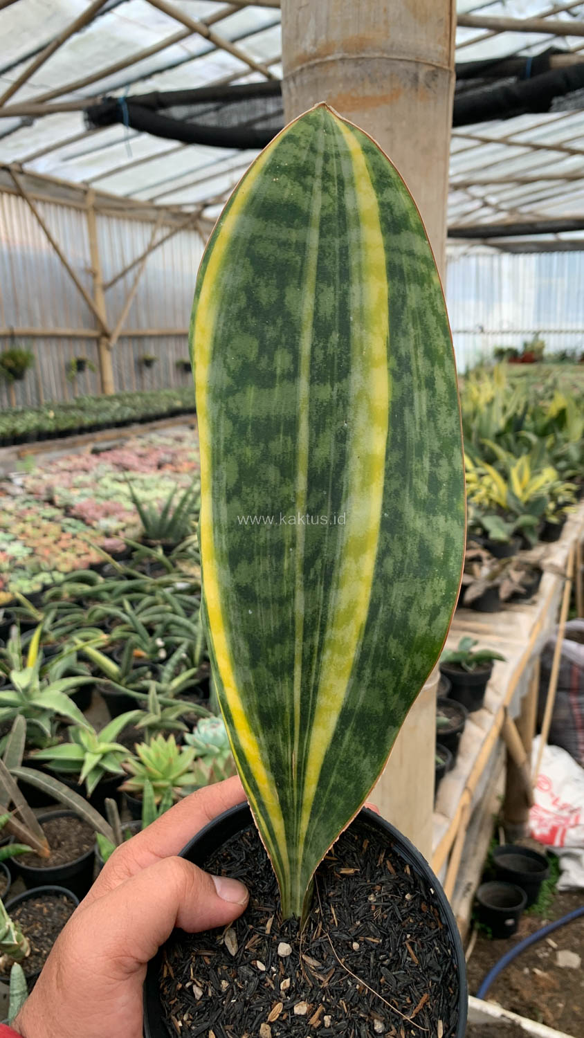 1200. Sansevieria Masoniana Yellow Variegated - Image 11