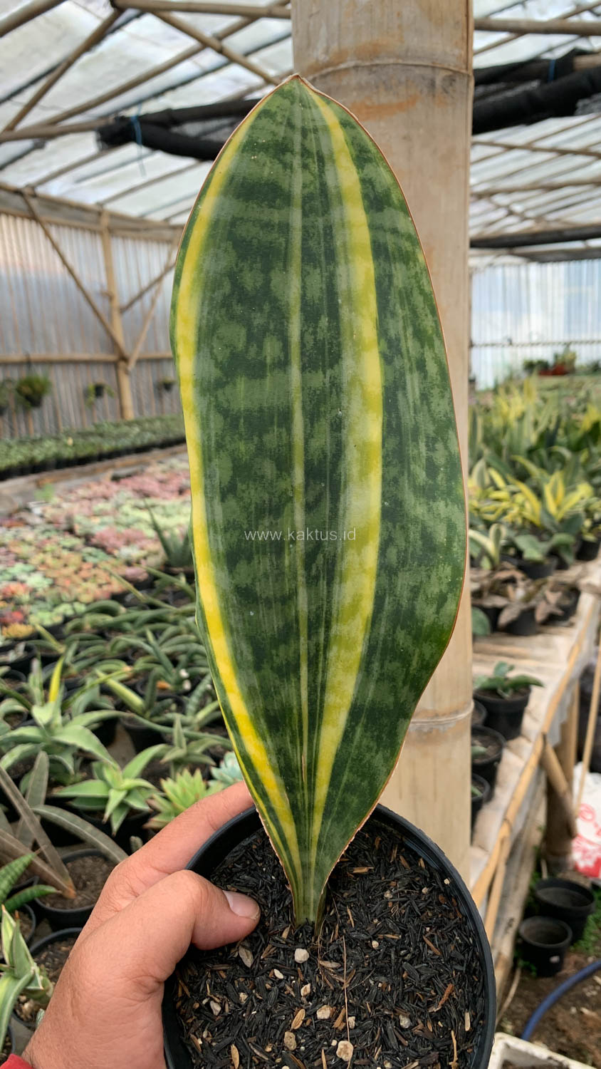 1200. Sansevieria Masoniana Yellow Variegated - Image 12