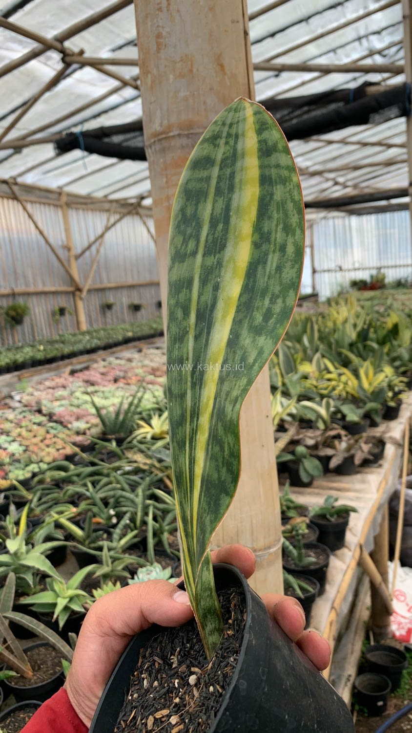 1200. Sansevieria Masoniana Yellow Variegated - Image 13