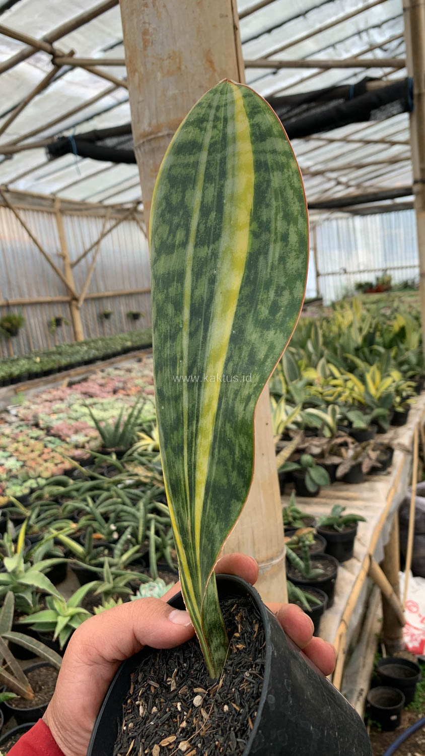 1200. Sansevieria Masoniana Yellow Variegated - Image 14