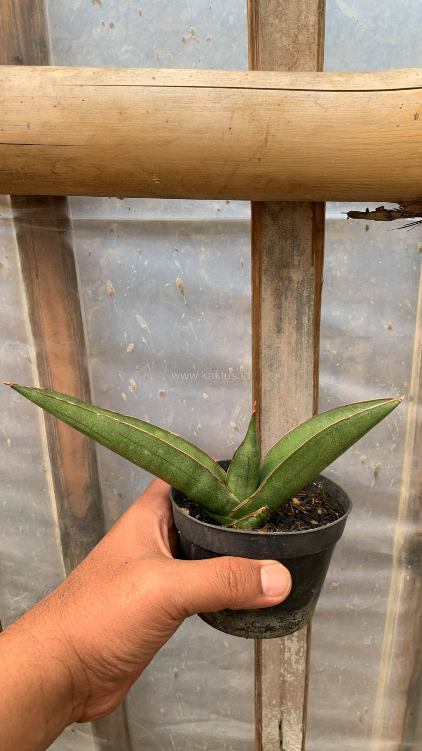 1202. Sansevieria Samurai x Boncel - Image 3