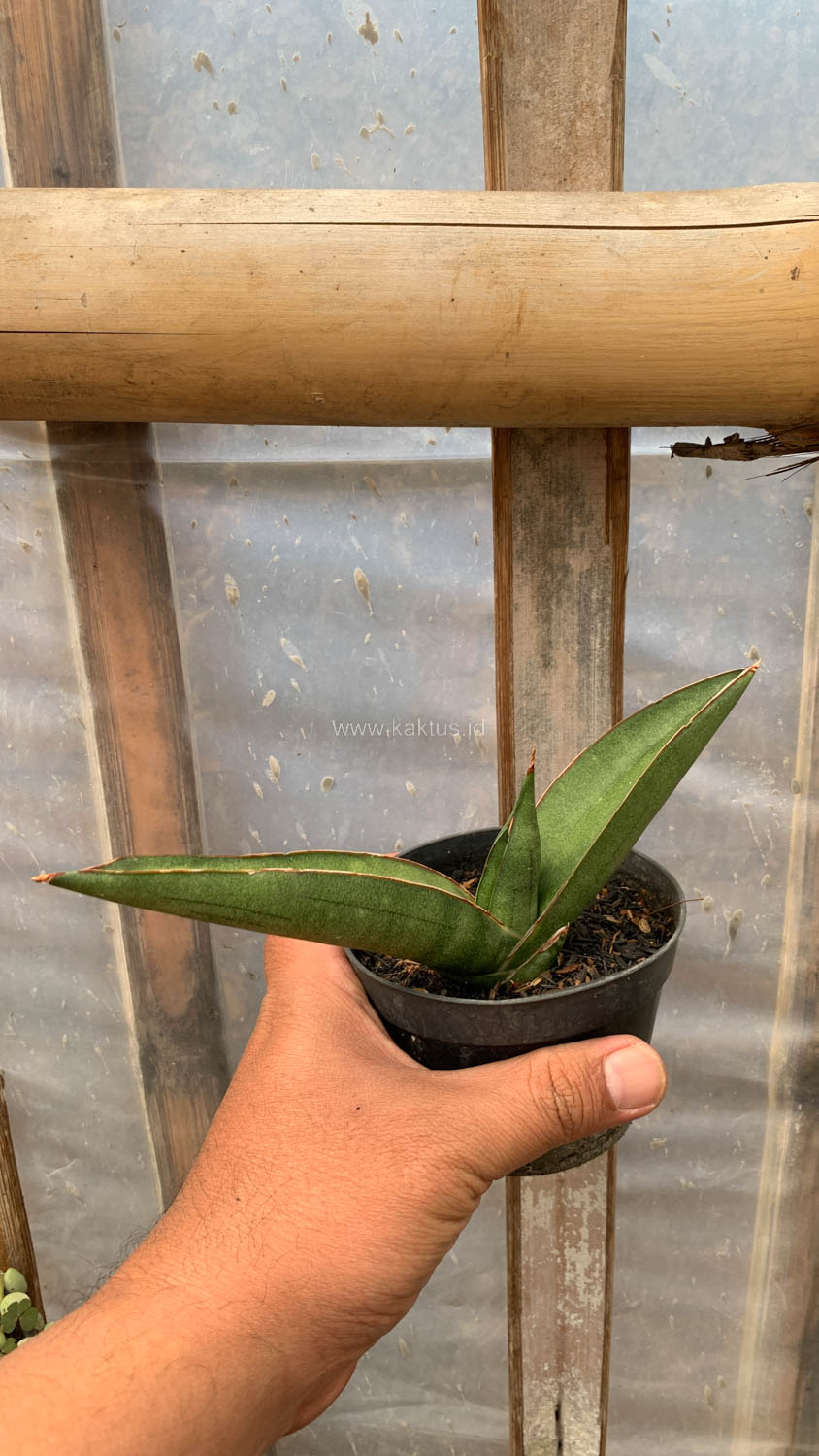 1202. Sansevieria Samurai x Boncel - Image 4