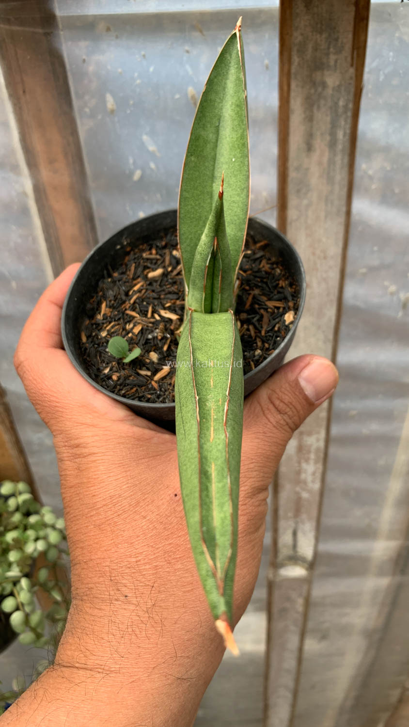 1202. Sansevieria Samurai x Boncel - Image 5