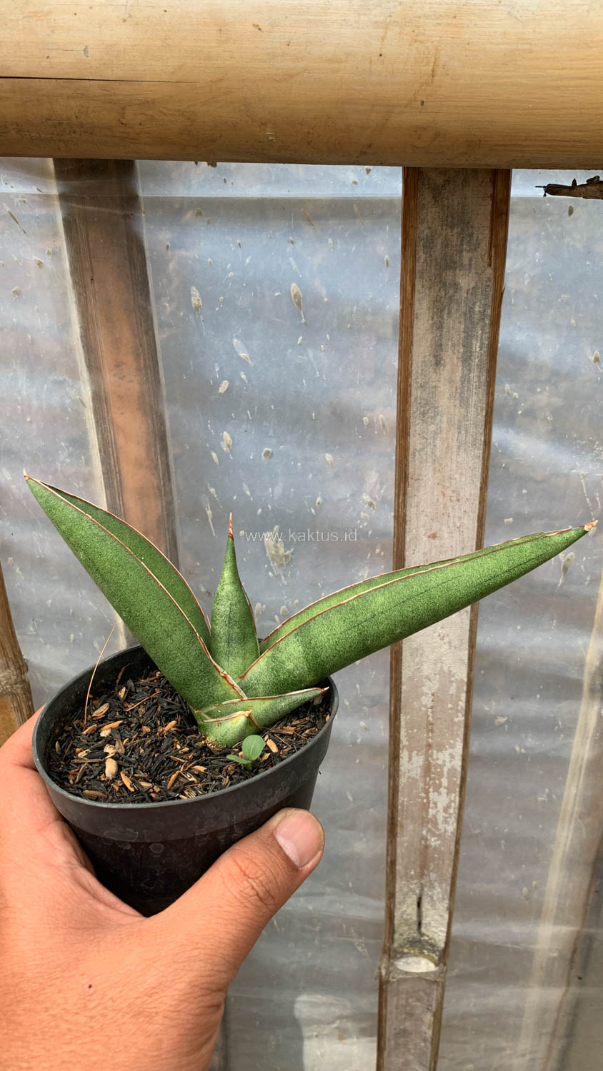 1202. Sansevieria Samurai x Boncel - Image 6