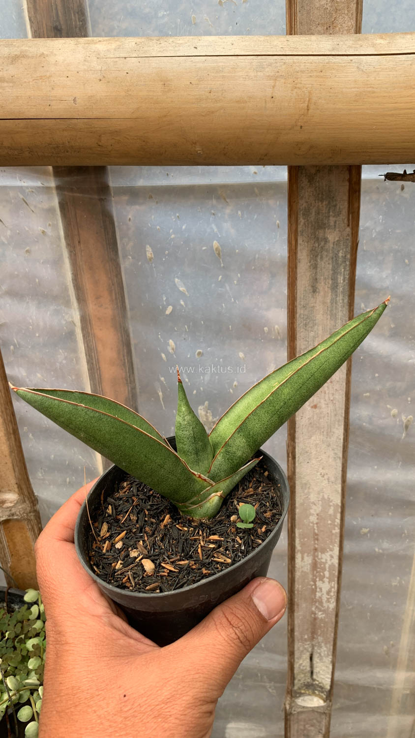 1202. Sansevieria Samurai x Boncel - Image 7