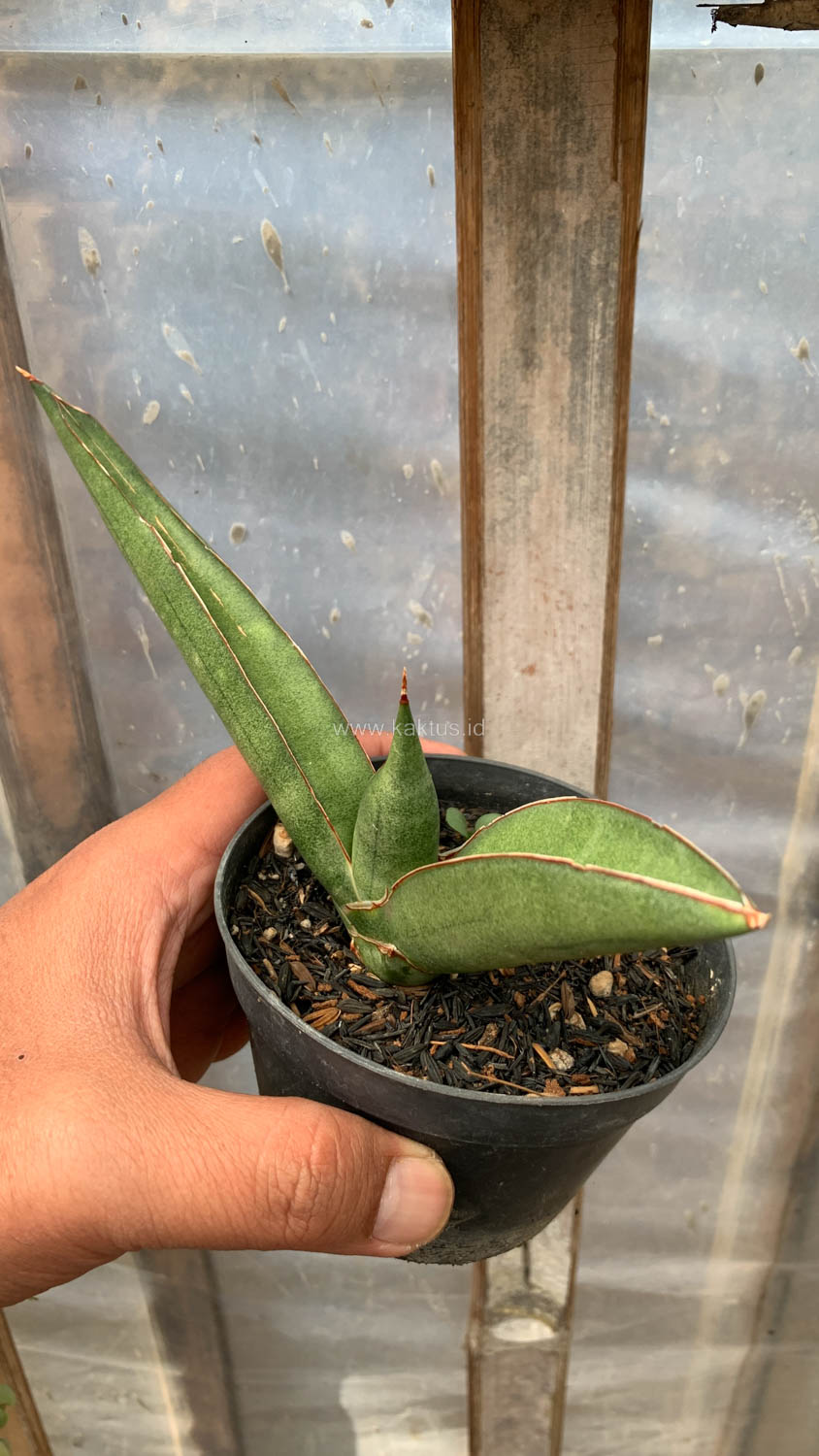 1202. Sansevieria Samurai x Boncel - Image 2