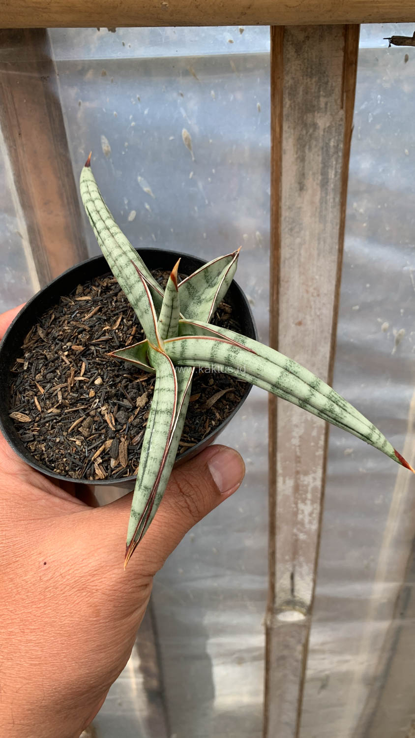 1203. Sansevieria Bella Platinum - Image 5
