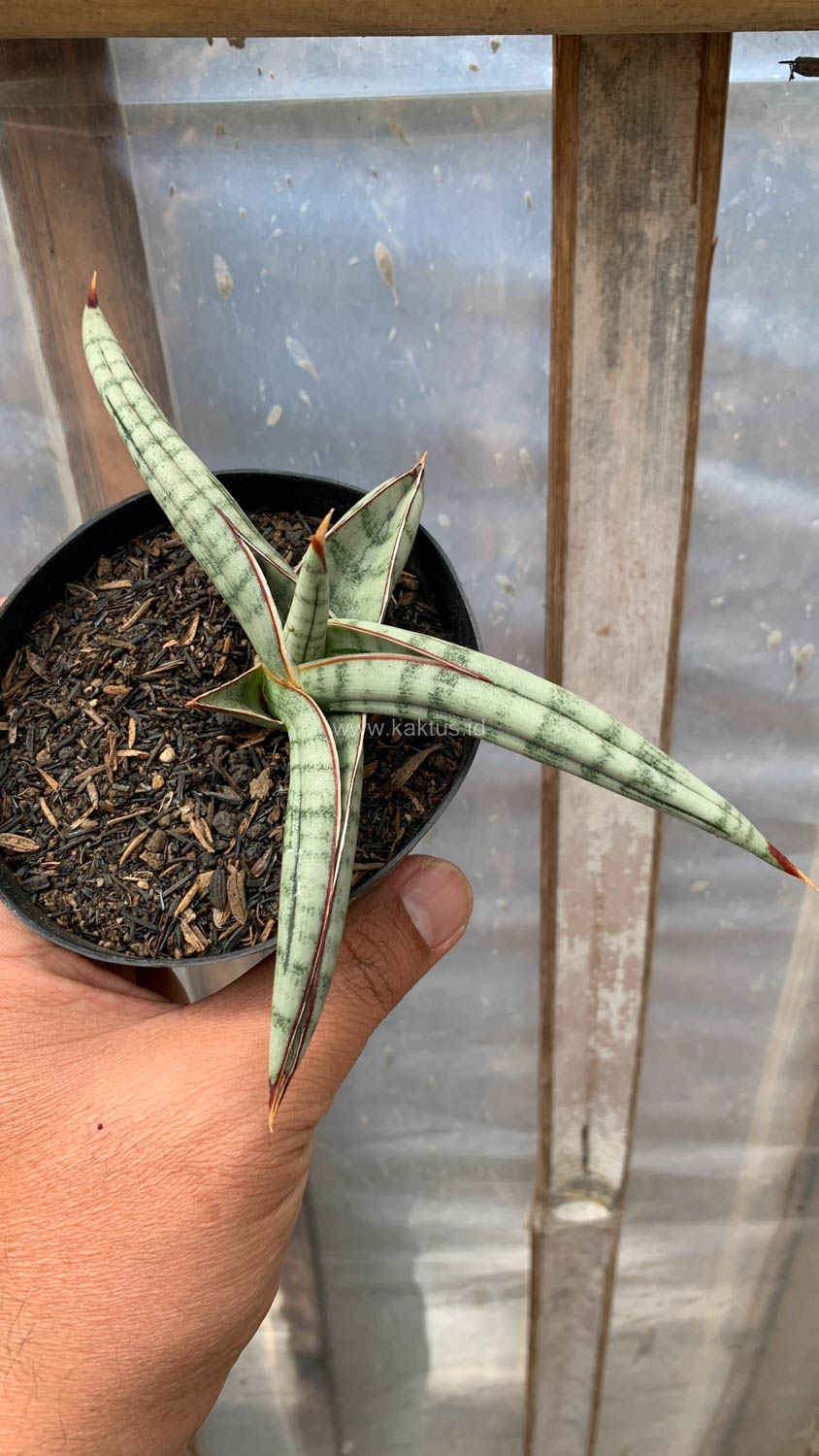 1203. Sansevieria Bella Platinum - Image 7