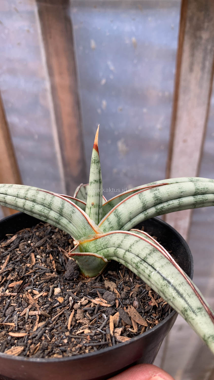 1203. Sansevieria Bella Platinum - Image 2