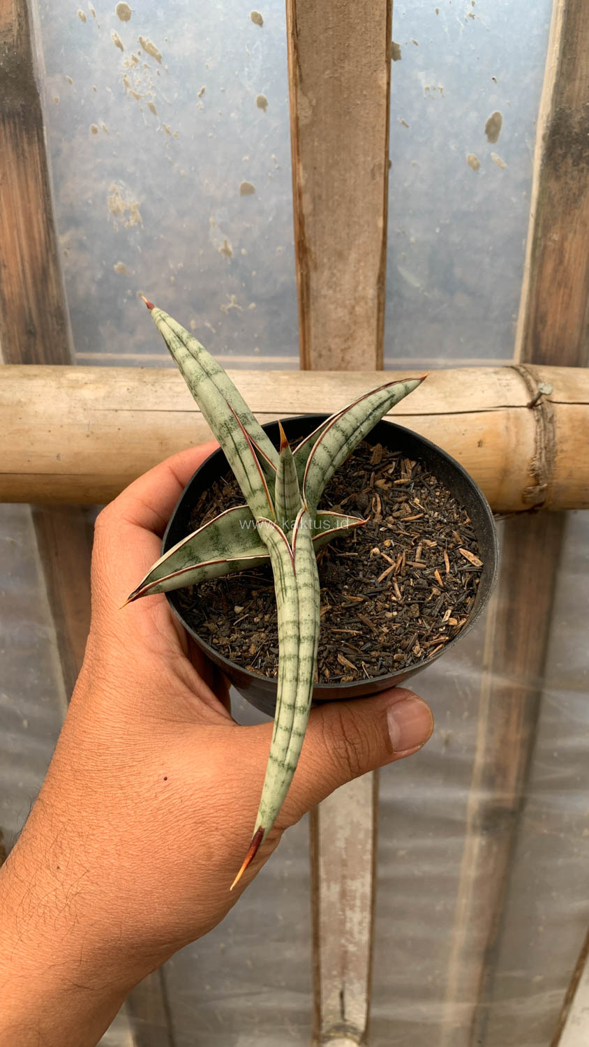 1203. Sansevieria Bella Platinum - Image 6