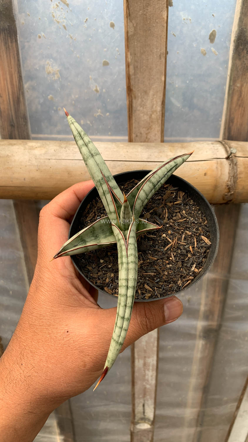 1203. Sansevieria Bella Platinum - Image 8