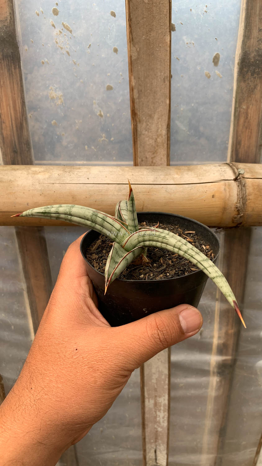 1203. Sansevieria Bella Platinum - Image 10