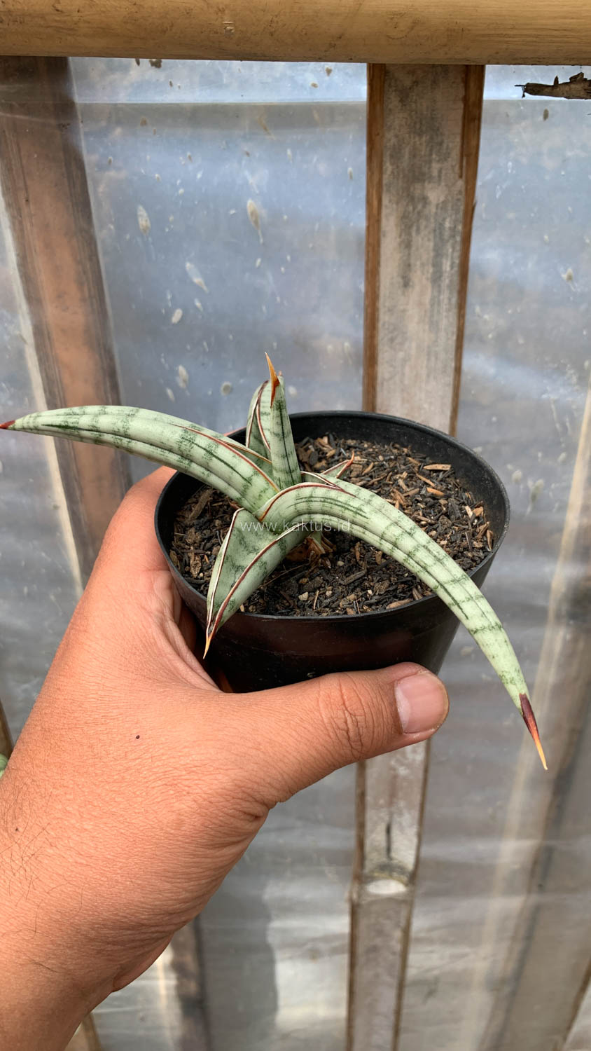 1203. Sansevieria Bella Platinum - Image 11