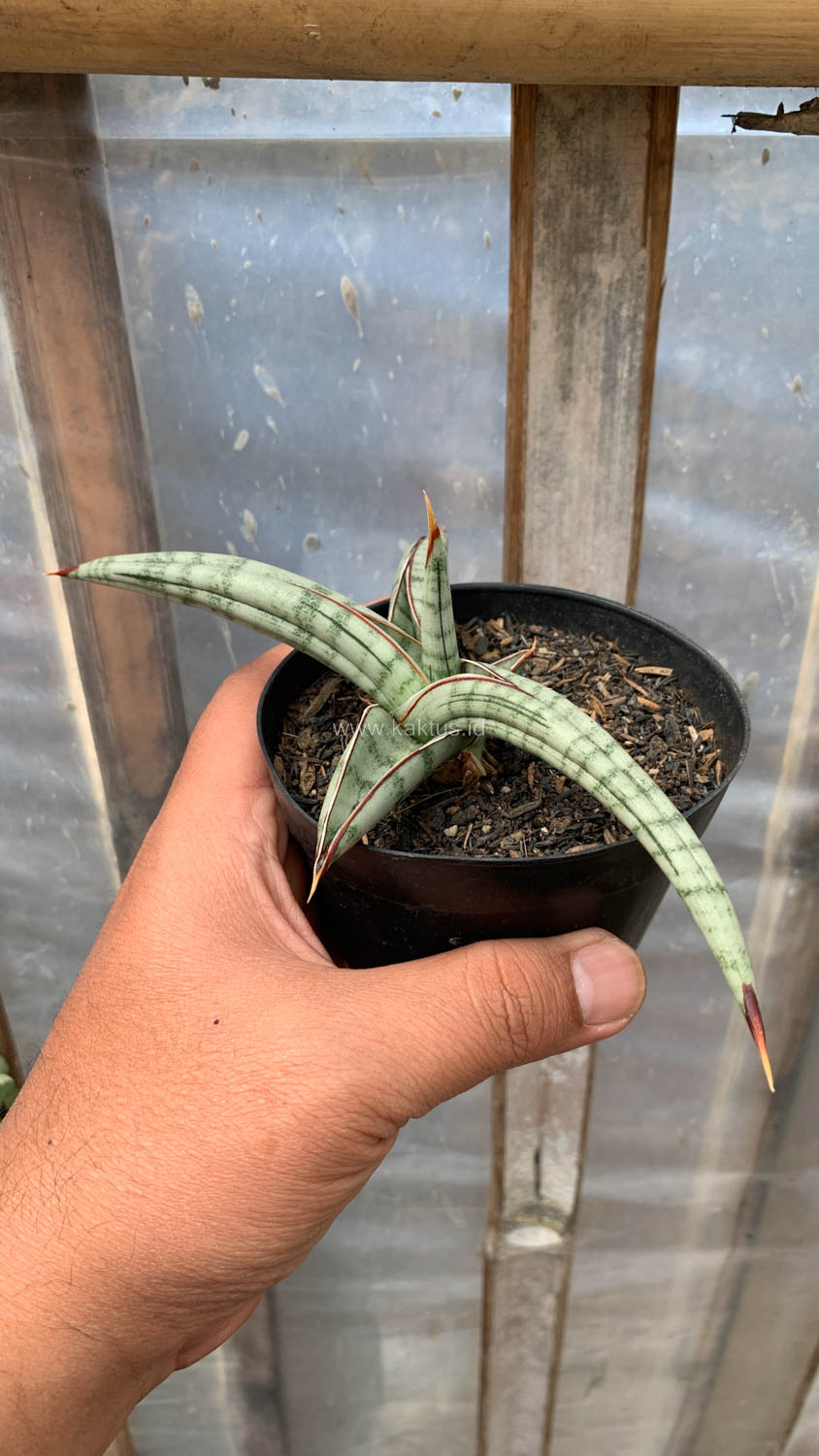 1203. Sansevieria Bella Platinum - Image 12