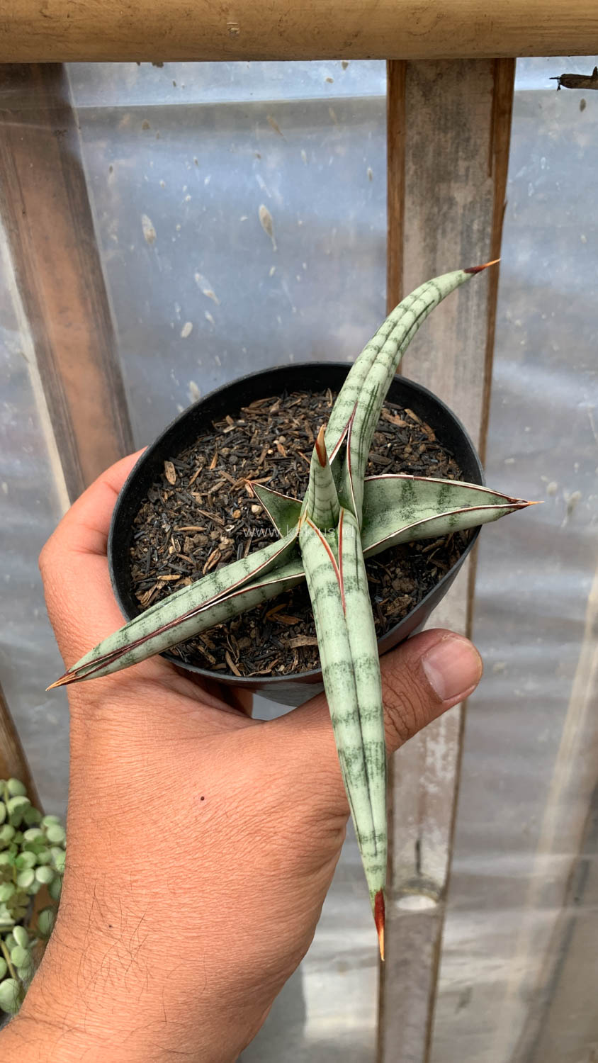 1203. Sansevieria Bella Platinum - Image 9