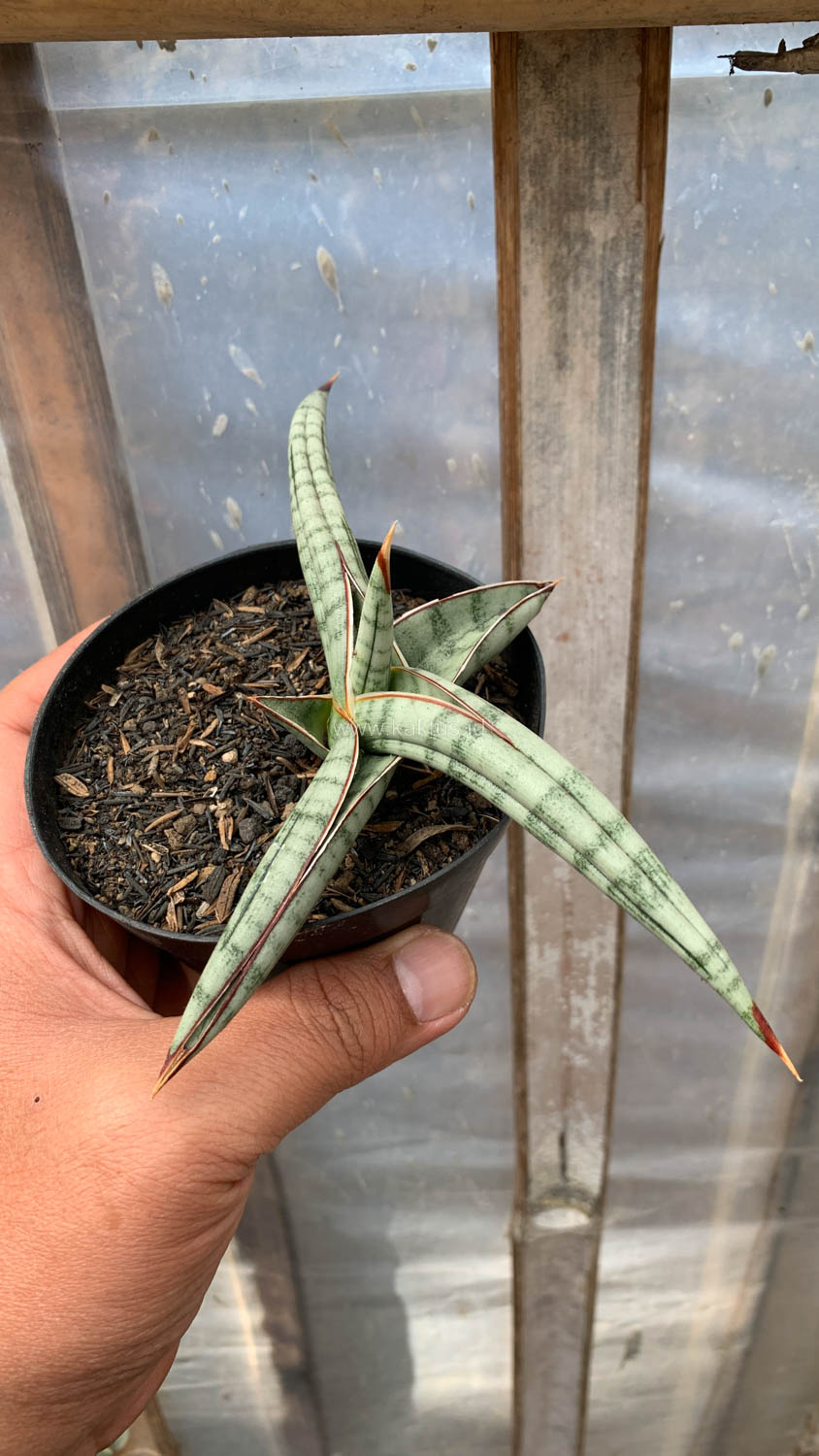 1203. Sansevieria Bella Platinum - Image 3