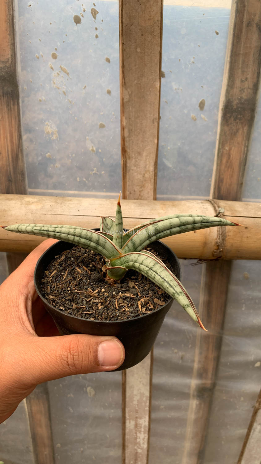 1203. Sansevieria Bella Platinum - Image 4